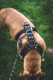 El Perro Extra Strong Harnesses