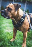 El Perro Extra Strong Harnesses